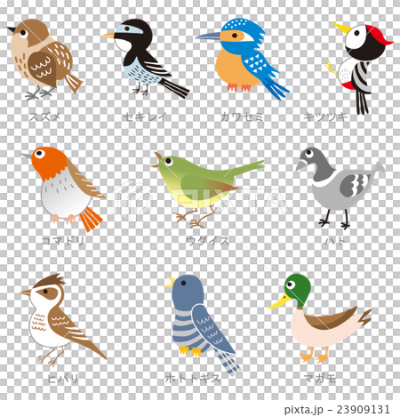 野鳥 23909131