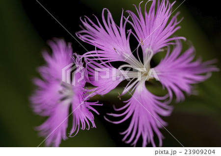 カワラナデシコ カワラナデシコ 23909204