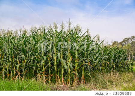 Green field of corn growing up, Green corn field Green field of corn growing up, Green corn field 23909689