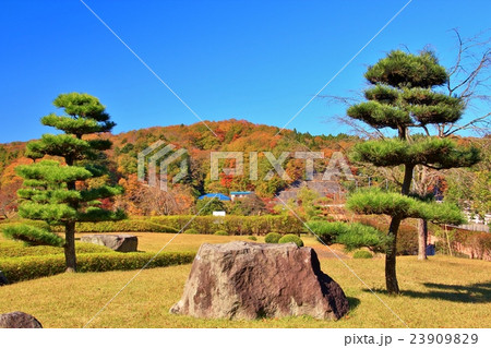 二本の松と山並の紅葉 23909829
