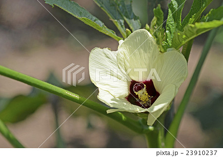 オクラの花 オクラの花 23910237