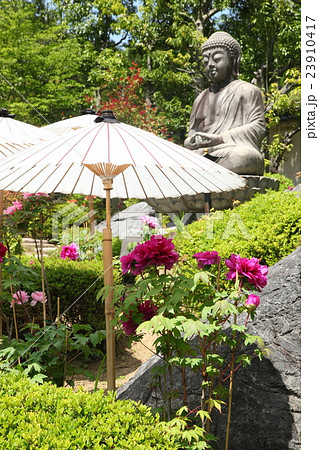 当麻寺奥の院の牡丹 23910417