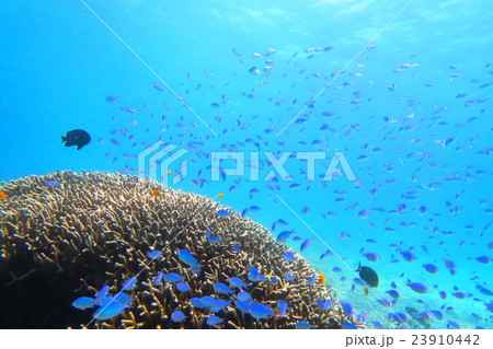 珊瑚の根と熱帯魚 珊瑚の根と熱帯魚 23910442