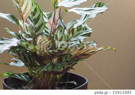 カラテアマコヤナ 23911095