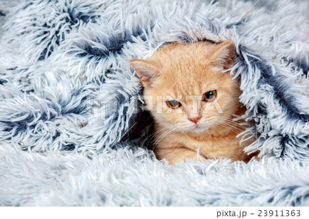 little kitten peeking out from under the blanket 23911363