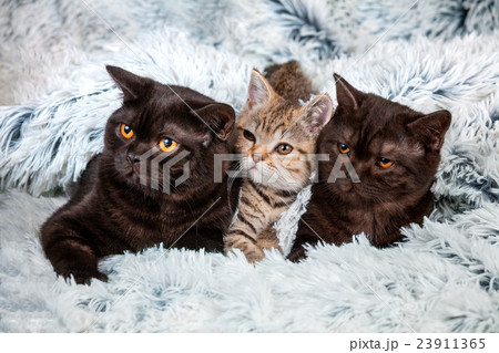 Tree kittens lying together on fir blanket 23911365