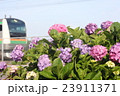 紫陽花 23911371
