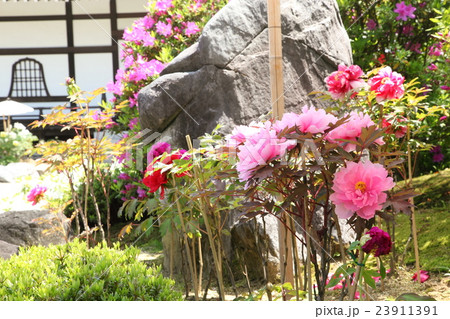 当麻寺奥の院の牡丹 当麻寺奥の院の牡丹 23911391