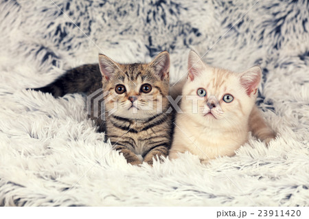 Two little kittens lying on fluffy blanket 23911420
