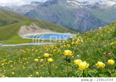 ハイキングコースのお花畑 スイス ハイキングコースのお花畑 スイス 23911554