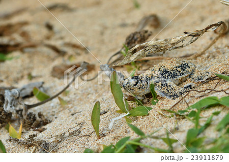 孵化したばかりのアオウミガメの赤ちゃん 孵化したばかりのアオウミガメの赤ちゃん 23911879