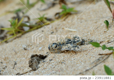 孵化したばかりのアオウミガメの赤ちゃん 孵化したばかりのアオウミガメの赤ちゃん 23911881
