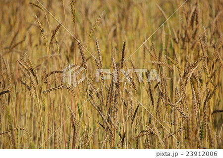 収穫間近のスペルト(ディンケル)小麦 収穫間近のスペルト(ディンケル)小麦 23912006