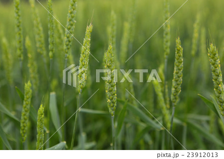 北海道産小麦「きたほなみ」の開花 23912013