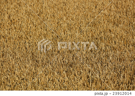 収穫直前！北海道産小麦「キタノカオリ」 23912014