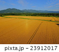 収穫直前の広大な北海道の小麦畑 収穫直前の広大な北海道の小麦畑 23912017