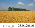 北海道産小麦「きたほなみ」 実りの丘 北海道産小麦「きたほなみ」 実りの丘 23912019