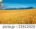 北海道産小麦「きたほなみ」 実りの丘 十勝岳を望む 北海道産小麦「きたほなみ」 実りの丘 十勝岳を望む 23912020