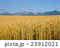 北海道産小麦「きたほなみ」 実りの丘 十勝岳を望む 北海道産小麦「きたほなみ」 実りの丘 十勝岳を望む 23912021