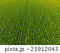 新緑のビート(甜菜)畑 新緑のビート(甜菜)畑 23912043