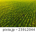 新緑のビート(甜菜)畑 新緑のビート(甜菜)畑 23912044