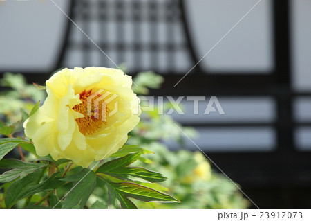 当麻寺奥の院の牡丹 23912073