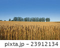 収穫間近!実りの小麦の丘 収穫間近!実りの小麦の丘 23912134
