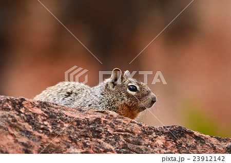 Ground squirrel in the wilds,Colorado,USA Ground squirrel in the wilds,Colorado,USA 23912142