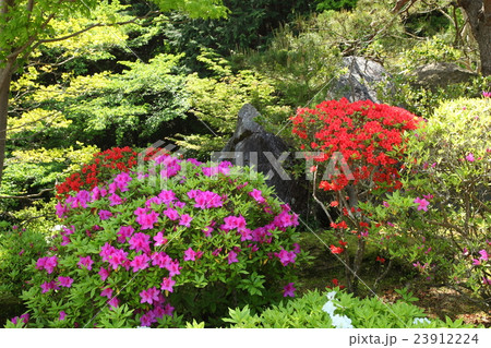 當麻寺奥の院のツツジ 23912224