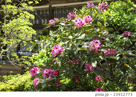 当麻寺西南院のシャクナゲ 当麻寺西南院のシャクナゲ 23912773