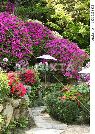 当麻寺護念院のツツジ 当麻寺護念院のツツジ 23913333