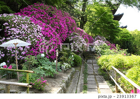 当麻寺護念院のツツジ 23913367