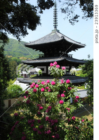 当麻寺東塔のシャクナゲ 23913369