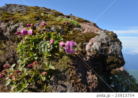 利尻山山頂のエゾツツジ 23913754