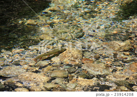 梓川支流のイワナ 23914208