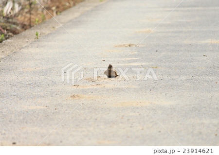 ヒバリ スズメ目ヒバリ科ヒバリ属 ヒバリ スズメ目ヒバリ科ヒバリ属 23914621