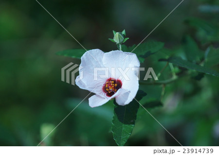 高砂芙蓉タカサゴフヨウ 花言葉は「愛らしい」 高砂芙蓉タカサゴフヨウ 花言葉は「愛らしい」 23914739
