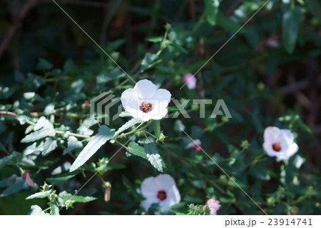 高砂芙蓉タカサゴフヨウ　花言葉は「愛らしい」 23914741