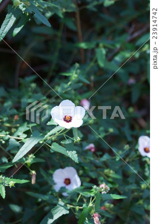 高砂芙蓉タカサゴフヨウ 花言葉は 愛らしい の写真素材