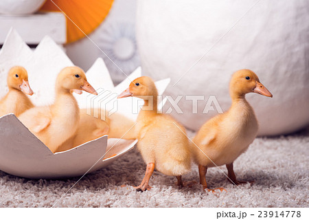 little yellow ducklings with a large shell little yellow ducklings with a large shell 23914778