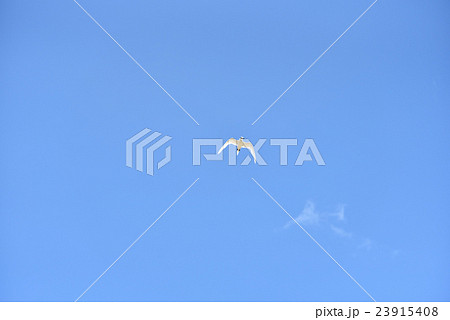 青空を飛ぶエリグロアジサシ 23915408