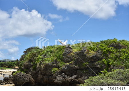 青空を飛ぶエリグロアジサシ 23915413