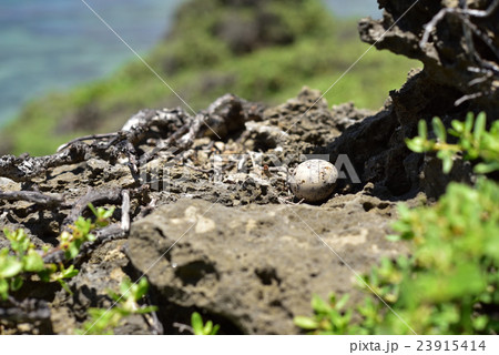 エリグロアジサシの卵 23915414