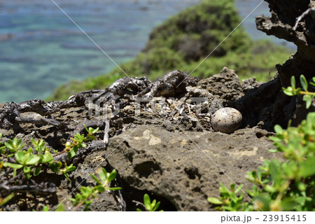 エリグロアジサシの卵 23915415