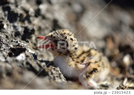 エリグロアジサシの雛 23915423