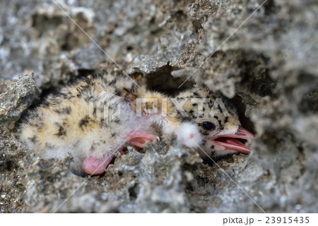 岩陰で休むエリグロアジサシの雛 23915435