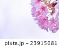 桜ちらり 23915681