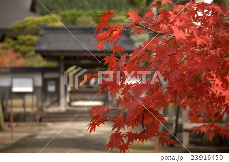 紅葉の赤映える2 紅葉の赤映える2 23916450