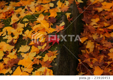 紅葉と銀杏 紅葉と銀杏 23916453