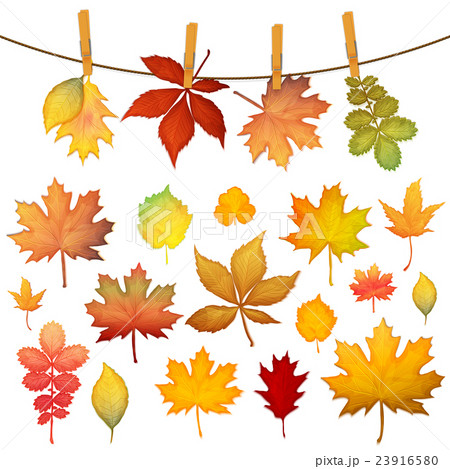 Colorful autumn leaves set 23916580